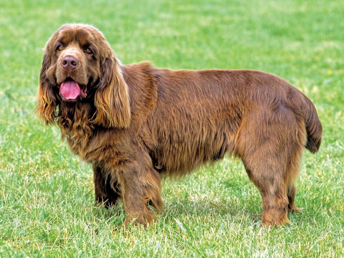 Sussex Spaniel 1