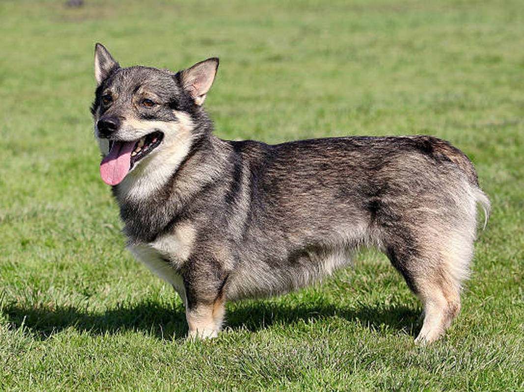 Swedish Vallhund 1