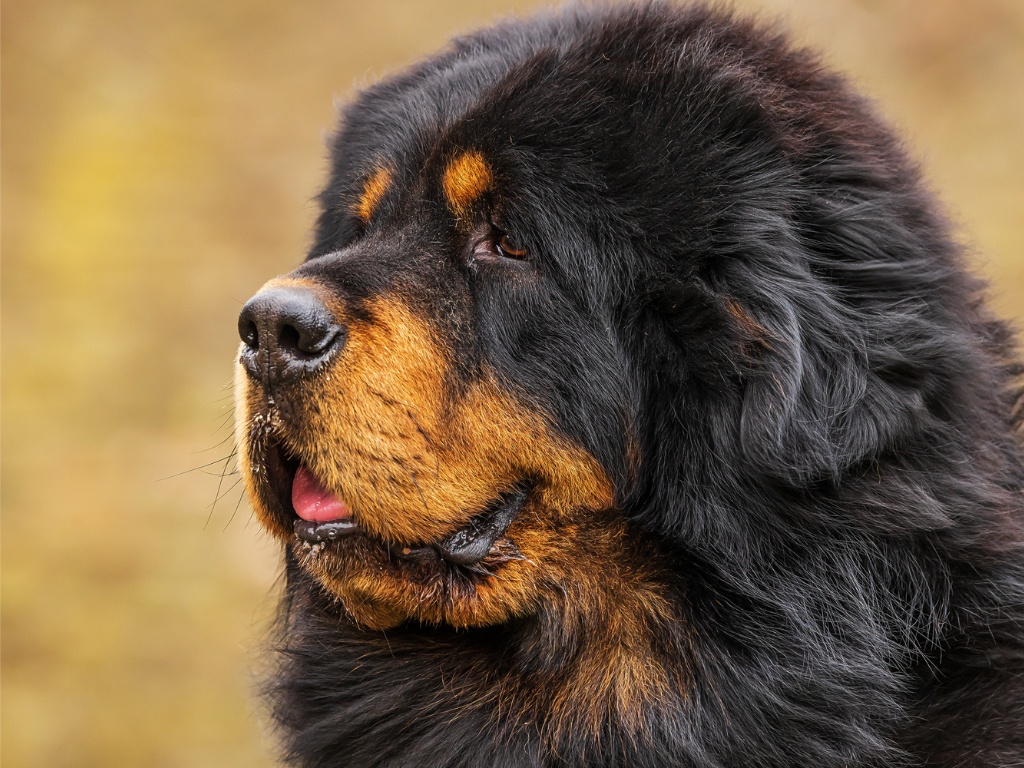 Tibetan Mastiff 1