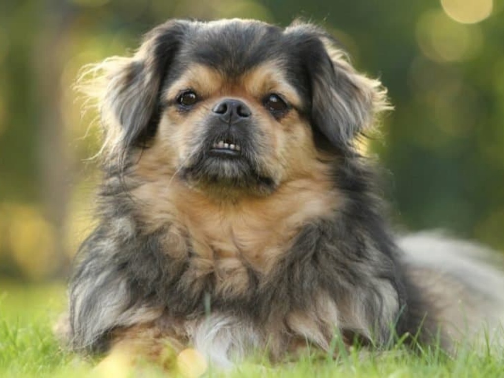 Tibetan Spaniel 1