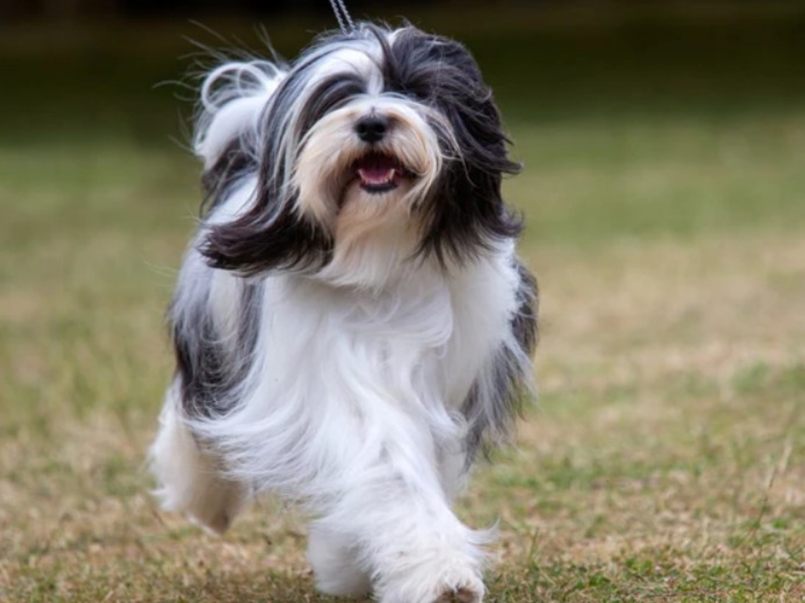 Tibetan Terrier 1