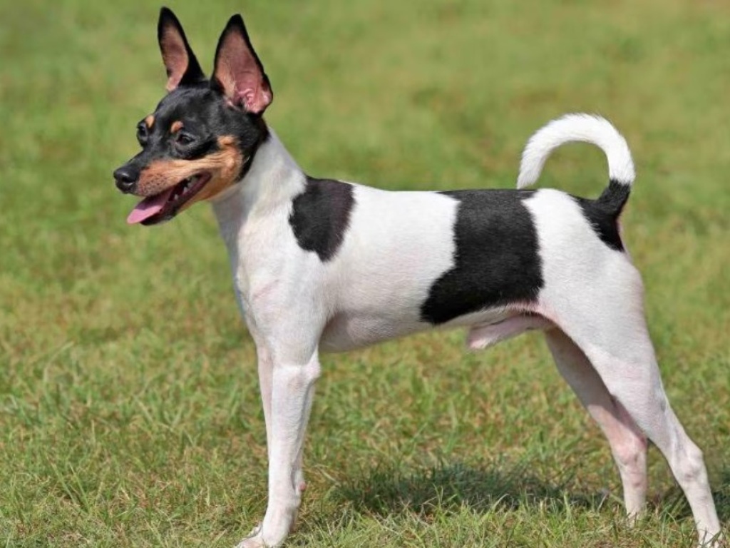 Toy Fox Terrier 1