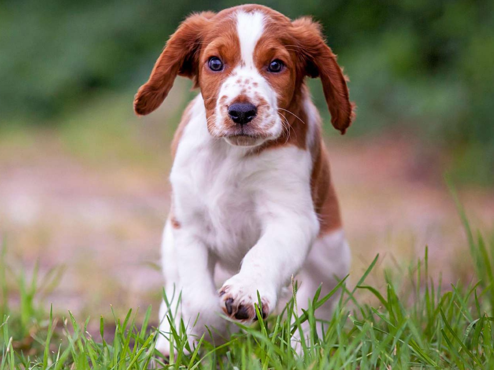 Welsh Springer Spaniel 1