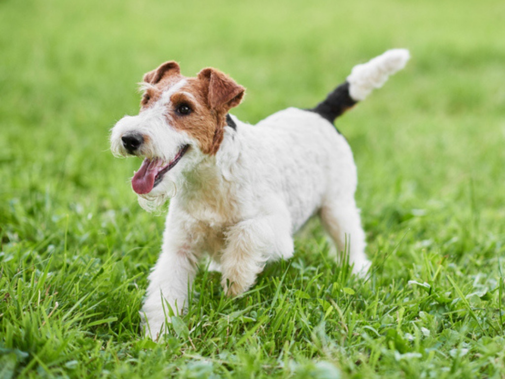 Wire Fox Terrier 1