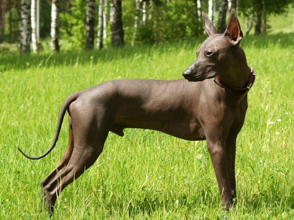 Xoloitzcuintli 1