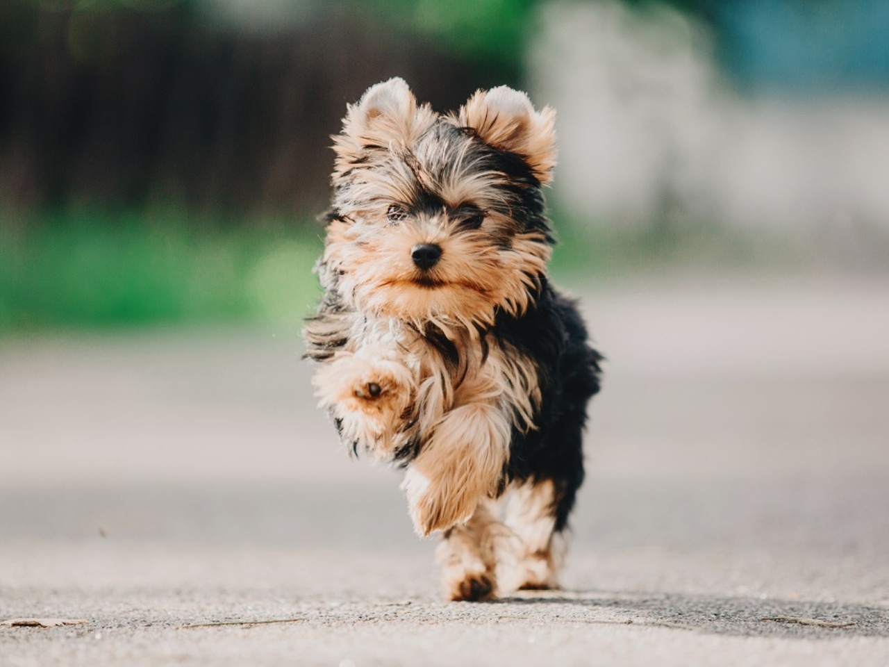 Yorkipoo 1