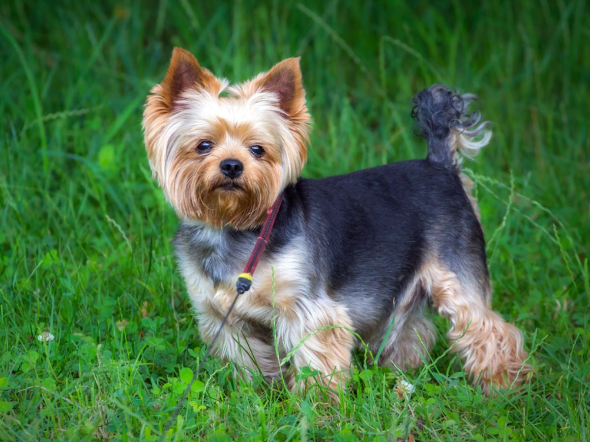 Yorkshire Terrier 1
