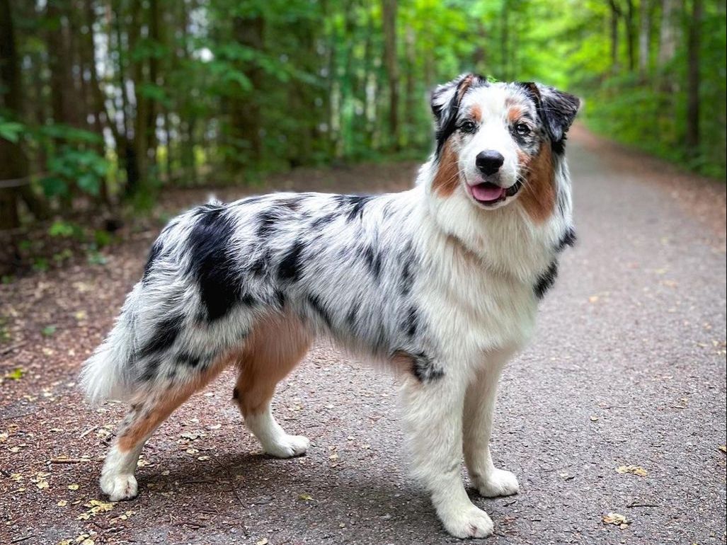 Australian Shepherd 1