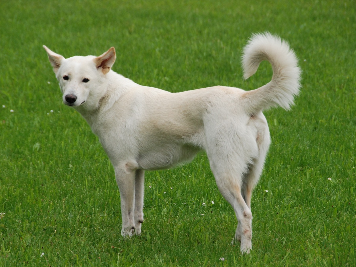 Canaan Dog 1