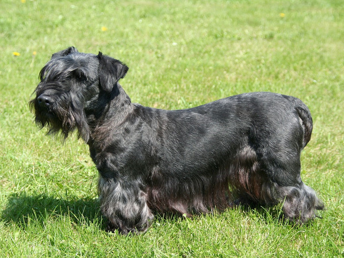 Cesky Terrier 1